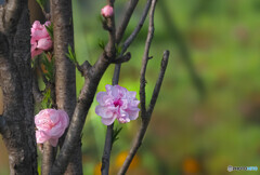 季節の花