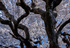 桜咲く