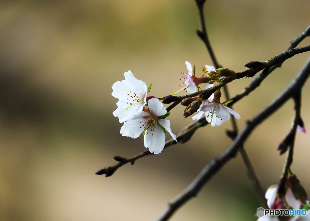 冬桜