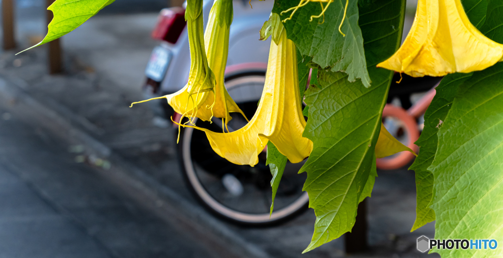 flower