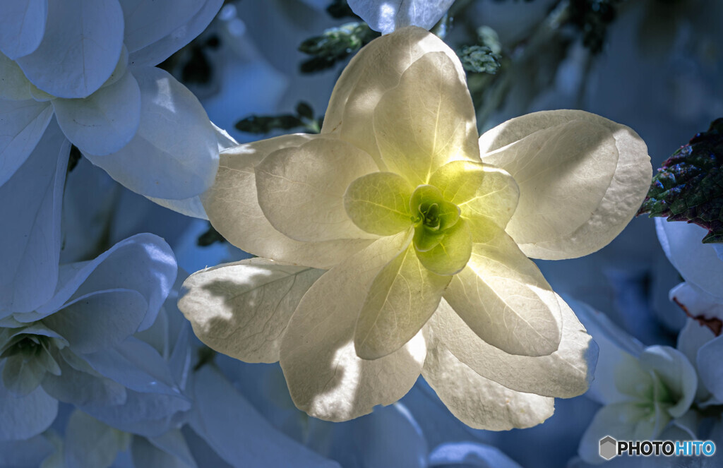 五月晴れの日に咲く