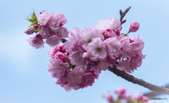 八重桜