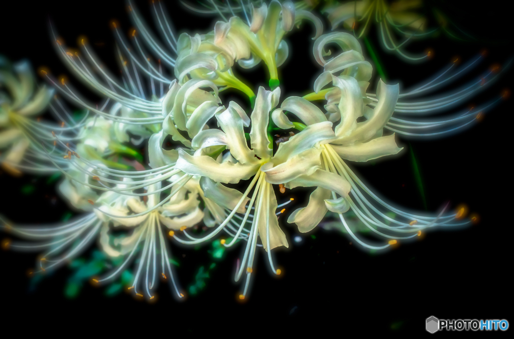 曼殊沙華