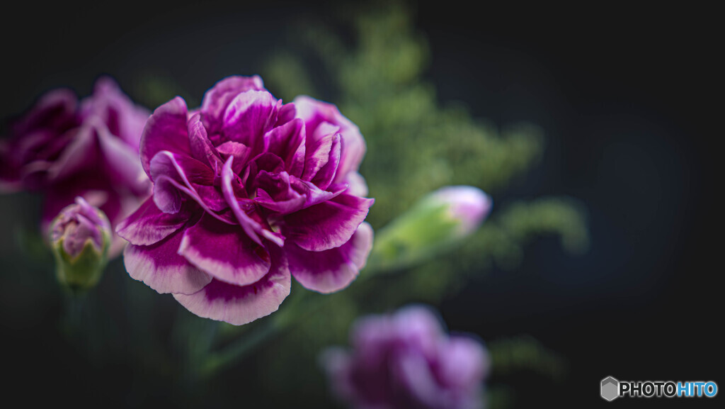carnation