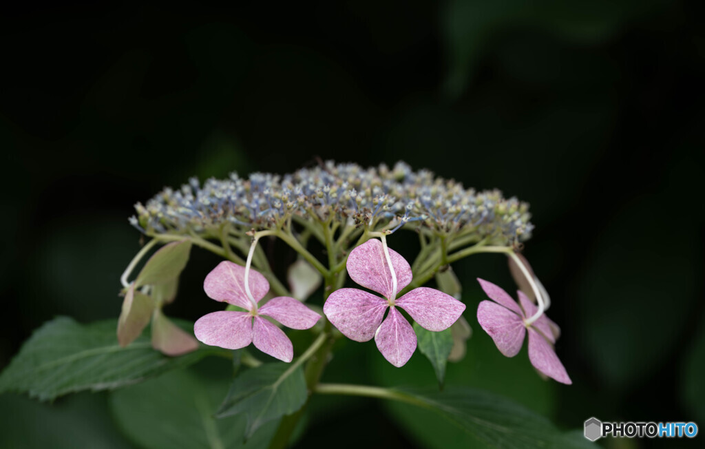 紫陽花