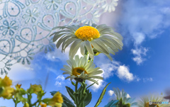 窓際の花