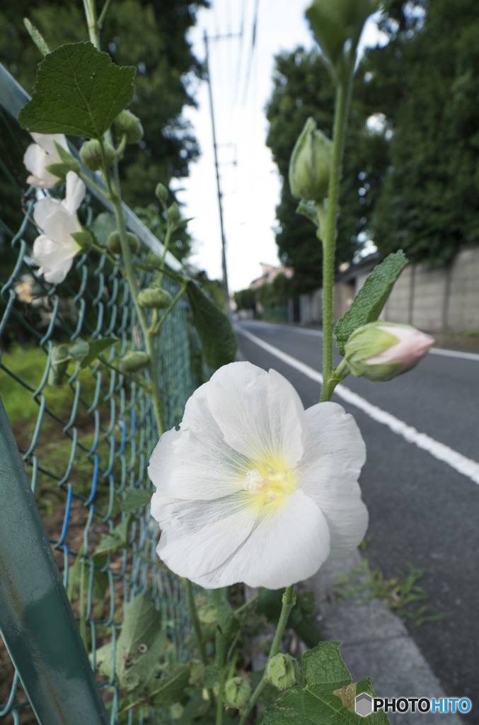 道路わきに咲く