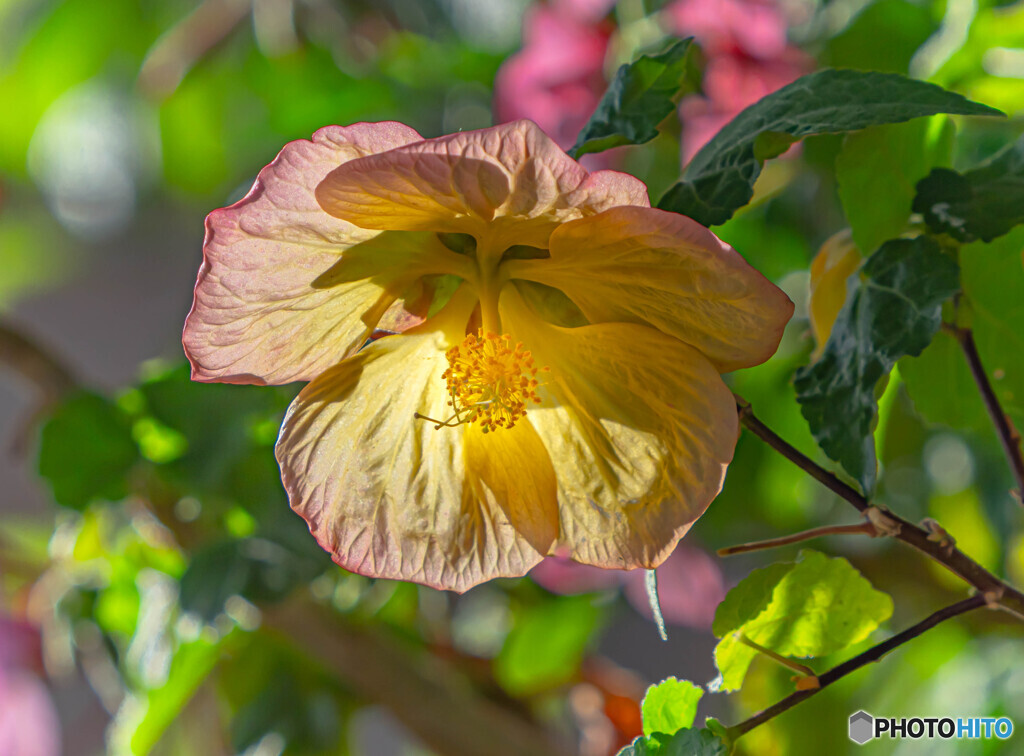 flower