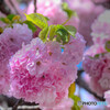 八重桜
