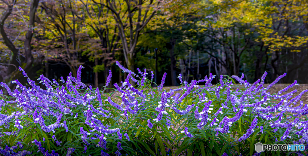 風景