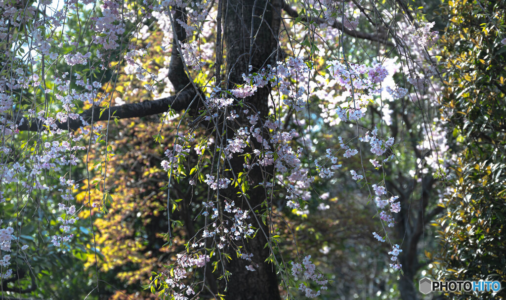 枝垂桜