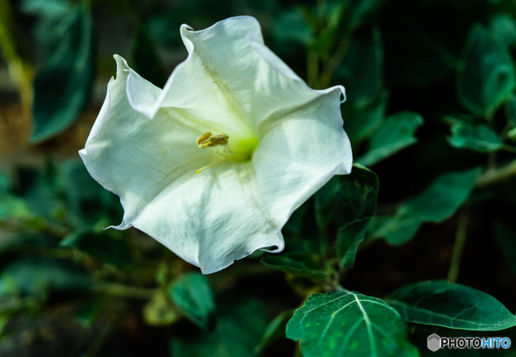 ダチュラ・チョウセンアサガオ