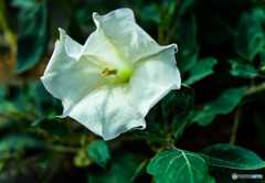 ダチュラ・チョウセンアサガオ