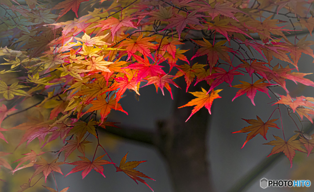 紅葉