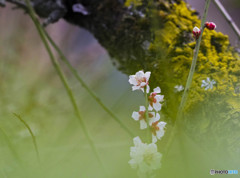 梅花