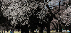 ある日の公園