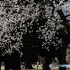 ある日の公園