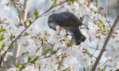 桜咲くころ