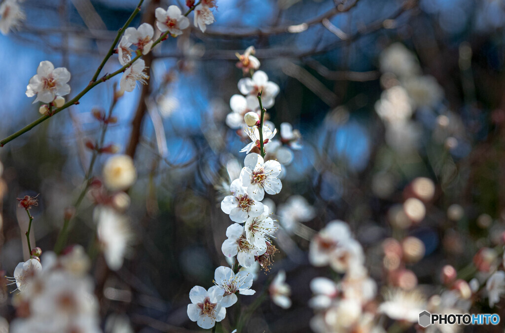 開花