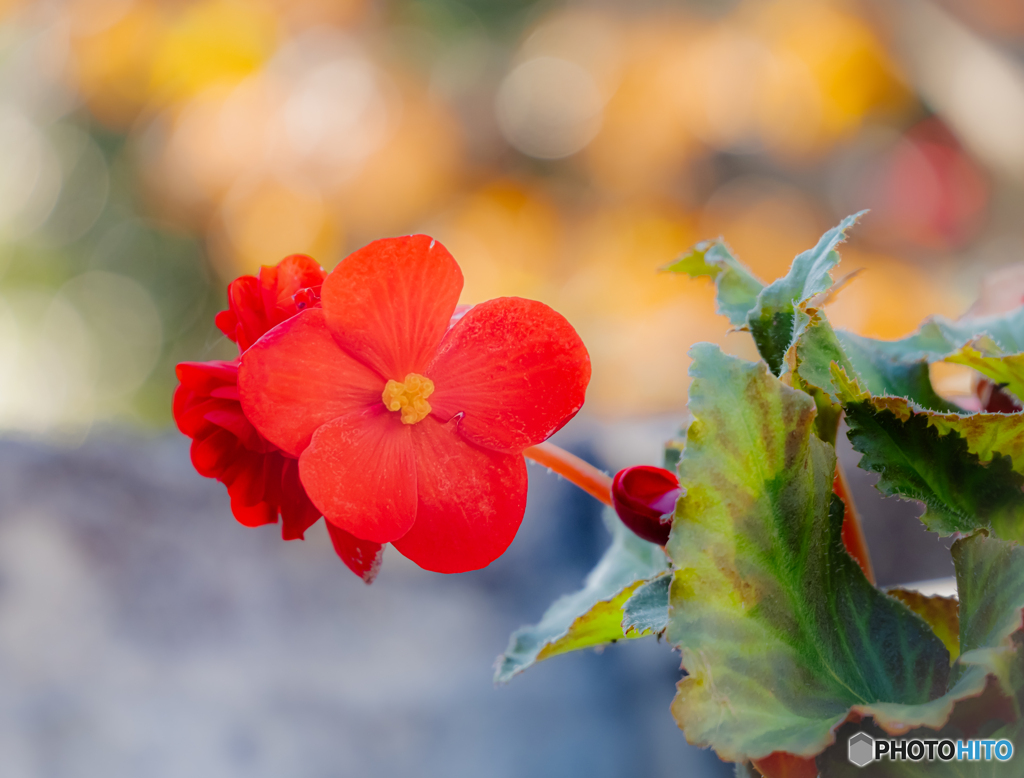 鉢植えの花