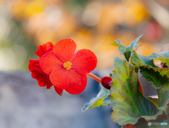 鉢植えの花