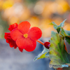 鉢植えの花