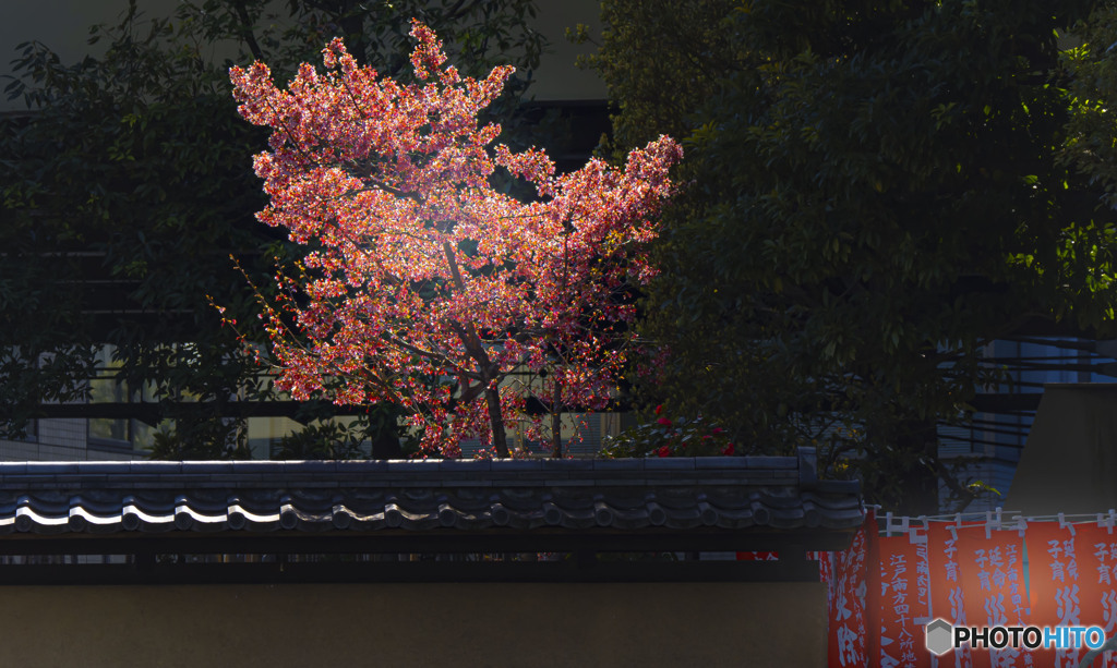 寺の明かり