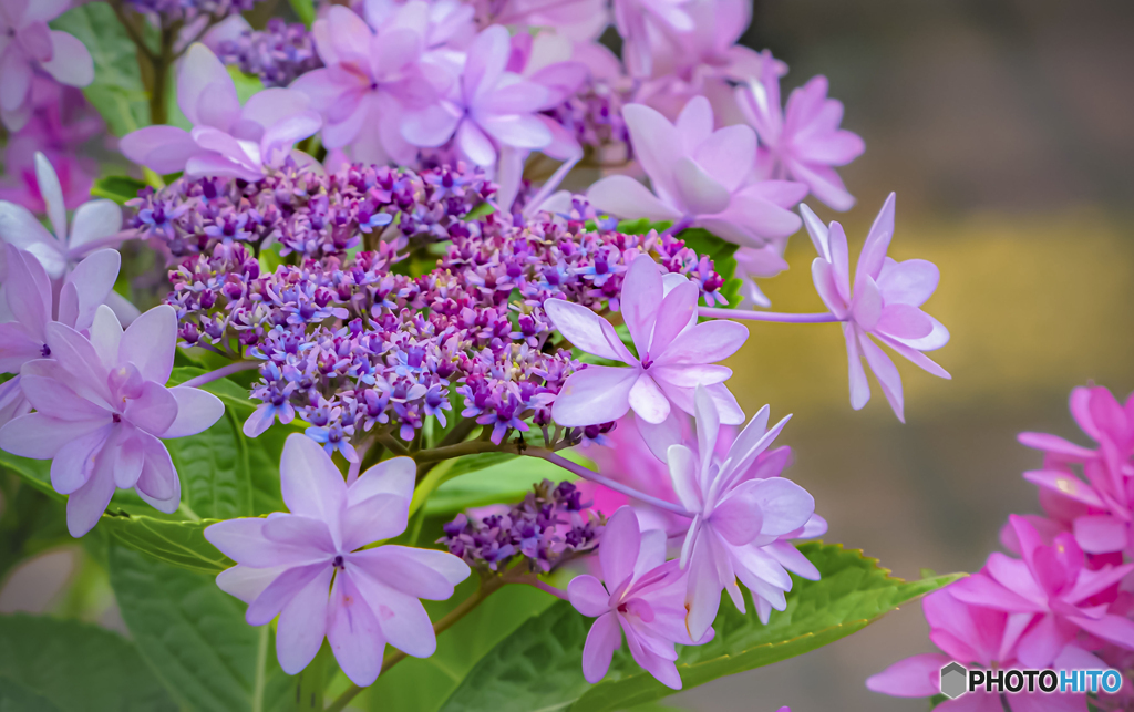 紫陽花