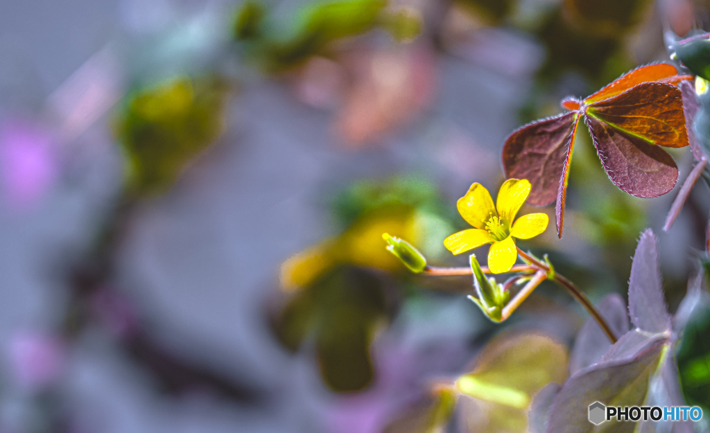 雑草の世界