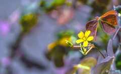 雑草の世界