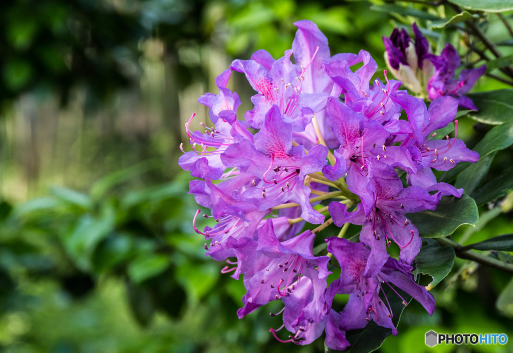 ツツジ