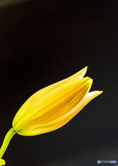 蕾