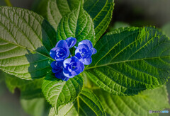 紫陽花