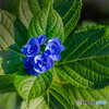 紫陽花
