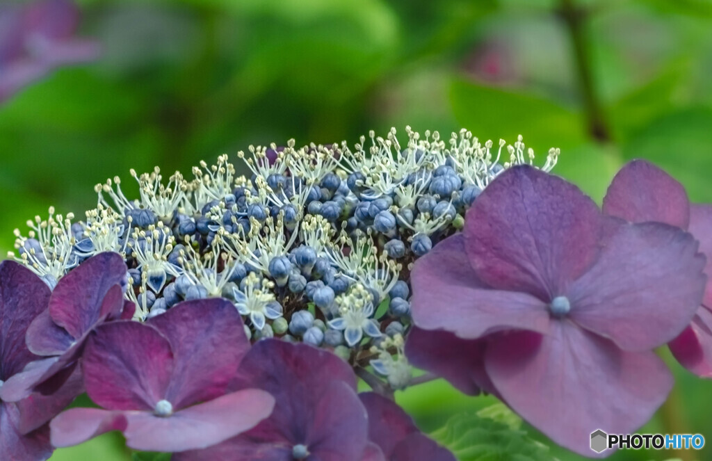 紫陽花