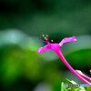 frower
