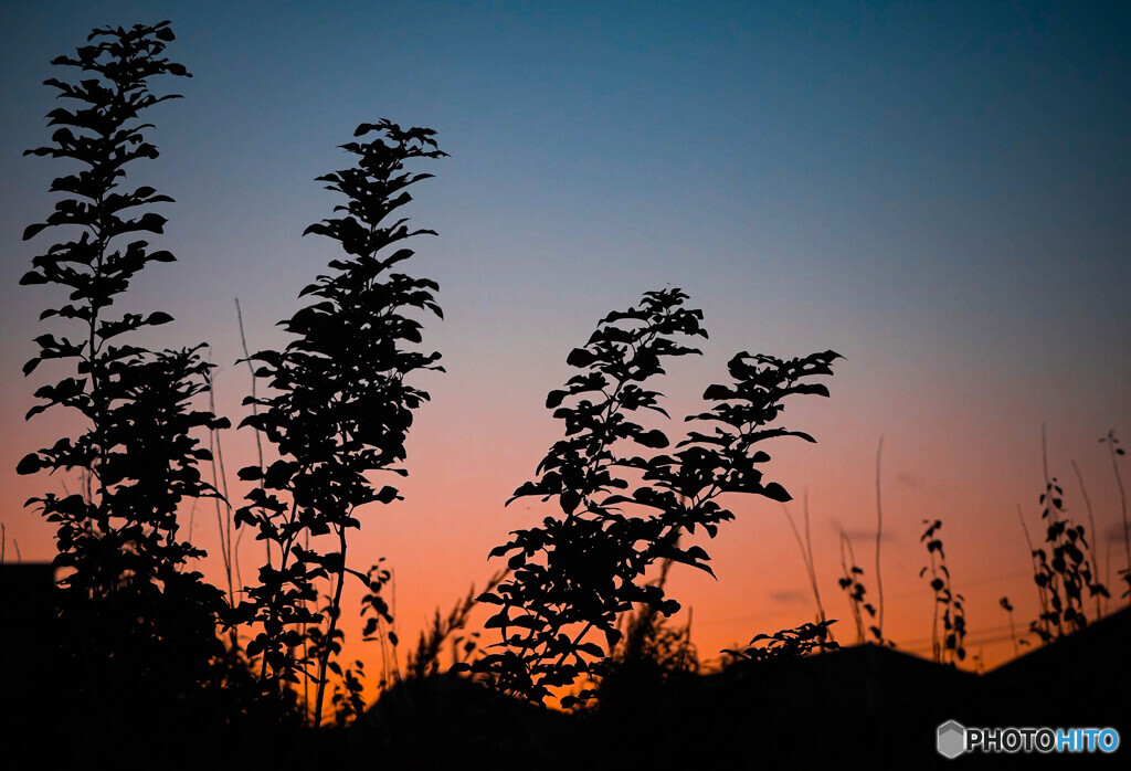 夕刻の景