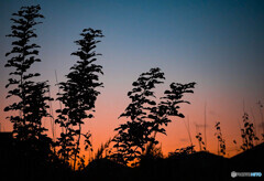 夕刻の景