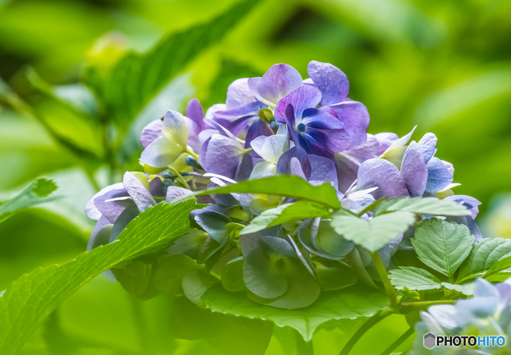紫陽花