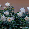 薔薇
