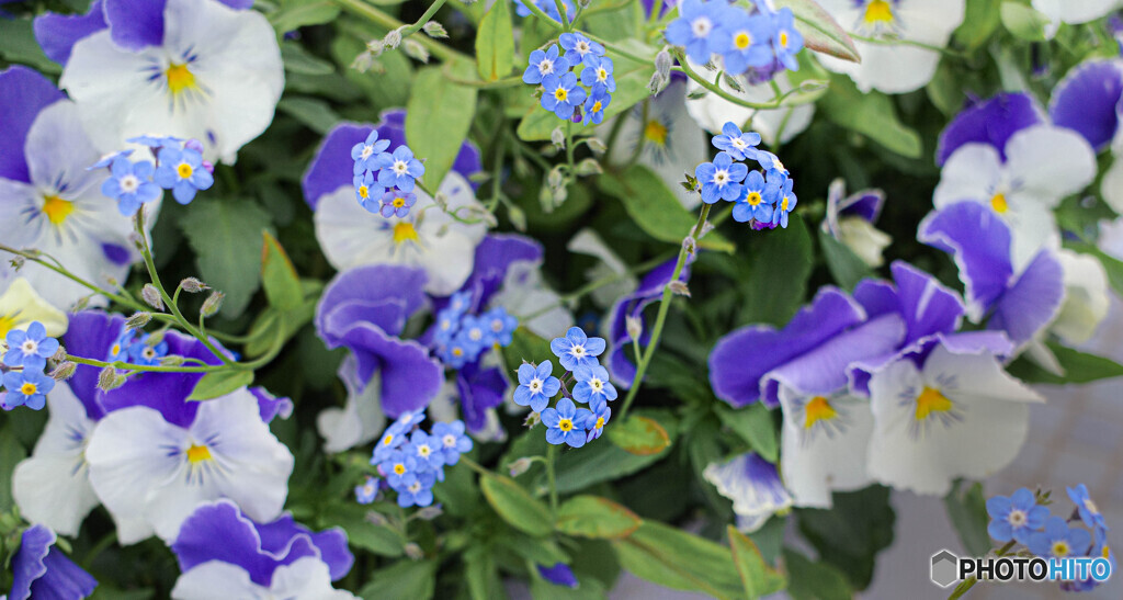 鉢植えの花