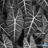 アロカシア アマゾニカ(Alocasia Amazonica)