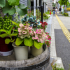 鉢植えの花
