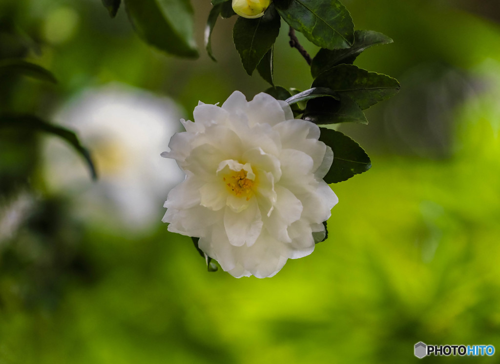 山茶花の咲くころ