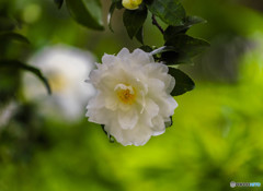 山茶花の咲くころ