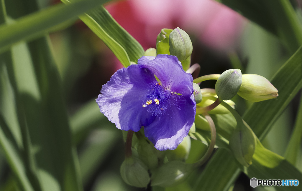 野に咲く花