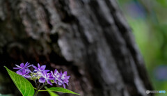 木陰に咲く紫陽花