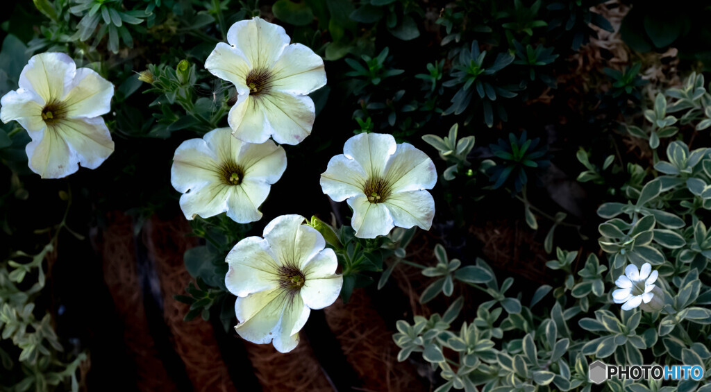 寄せ植えの花
