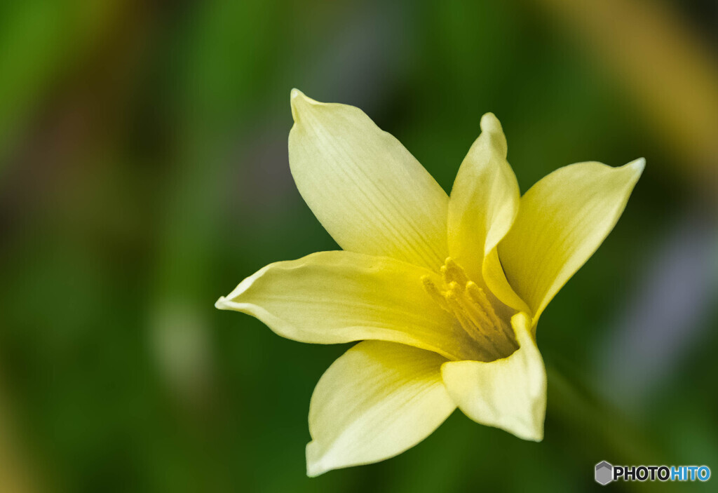 一輪の花