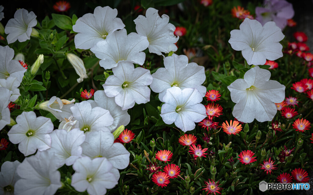寄せ植えの花